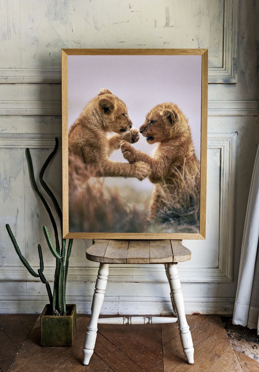 Lion Cubs Playful Wildlife Poster. — room view 1