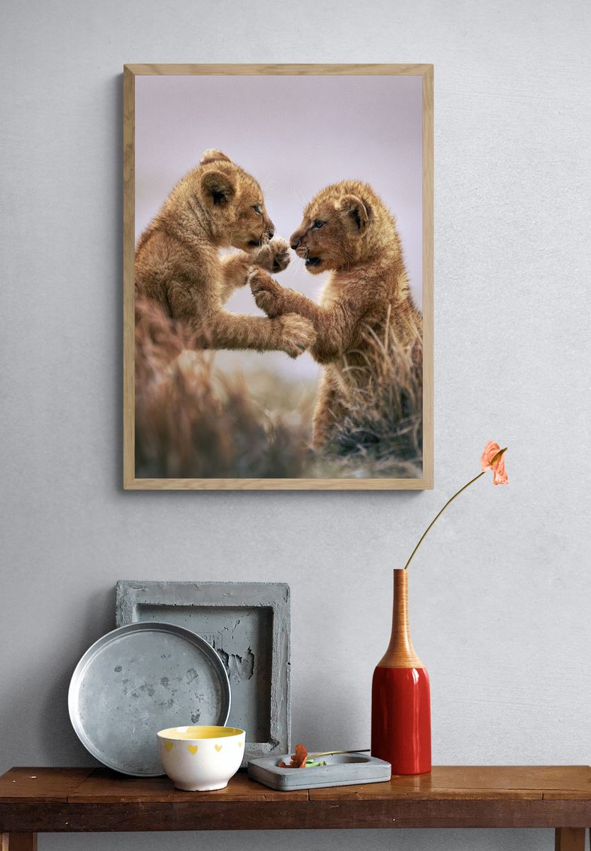 Lion Cubs Playful Wildlife Poster. — room view 3