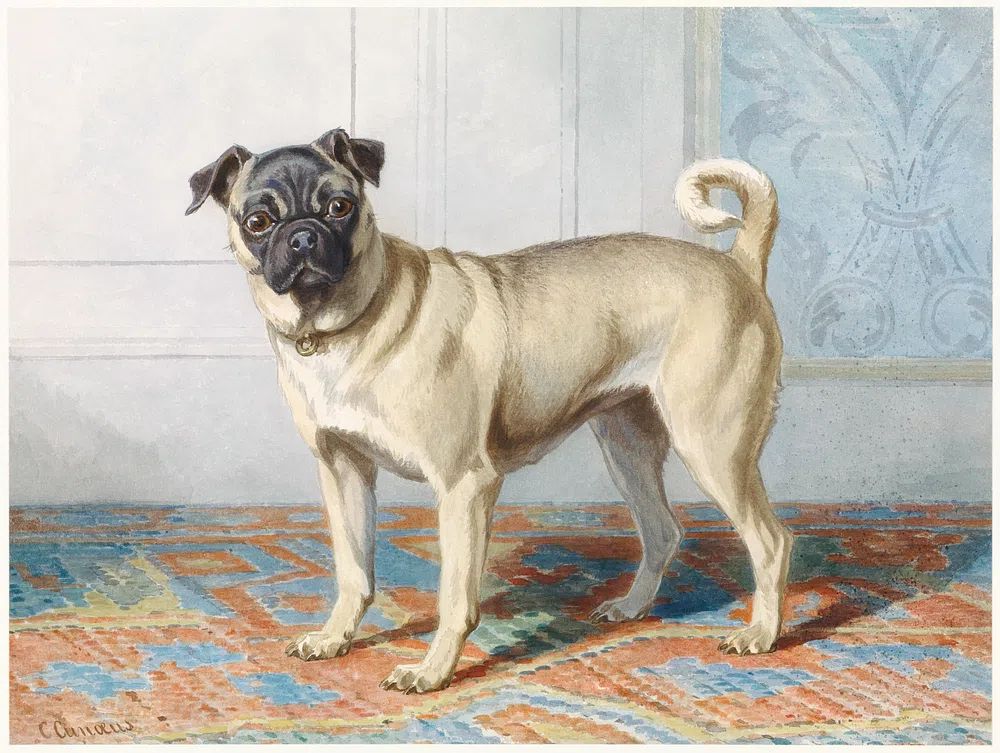 Portrait Edwin Vom Rath’s Pug. poster — animals art