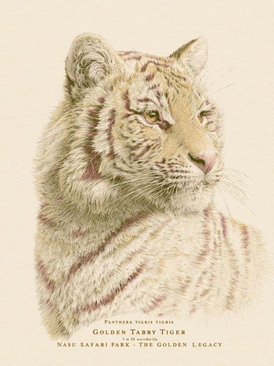Golden Tabby Tiger Illustration Poster. poster