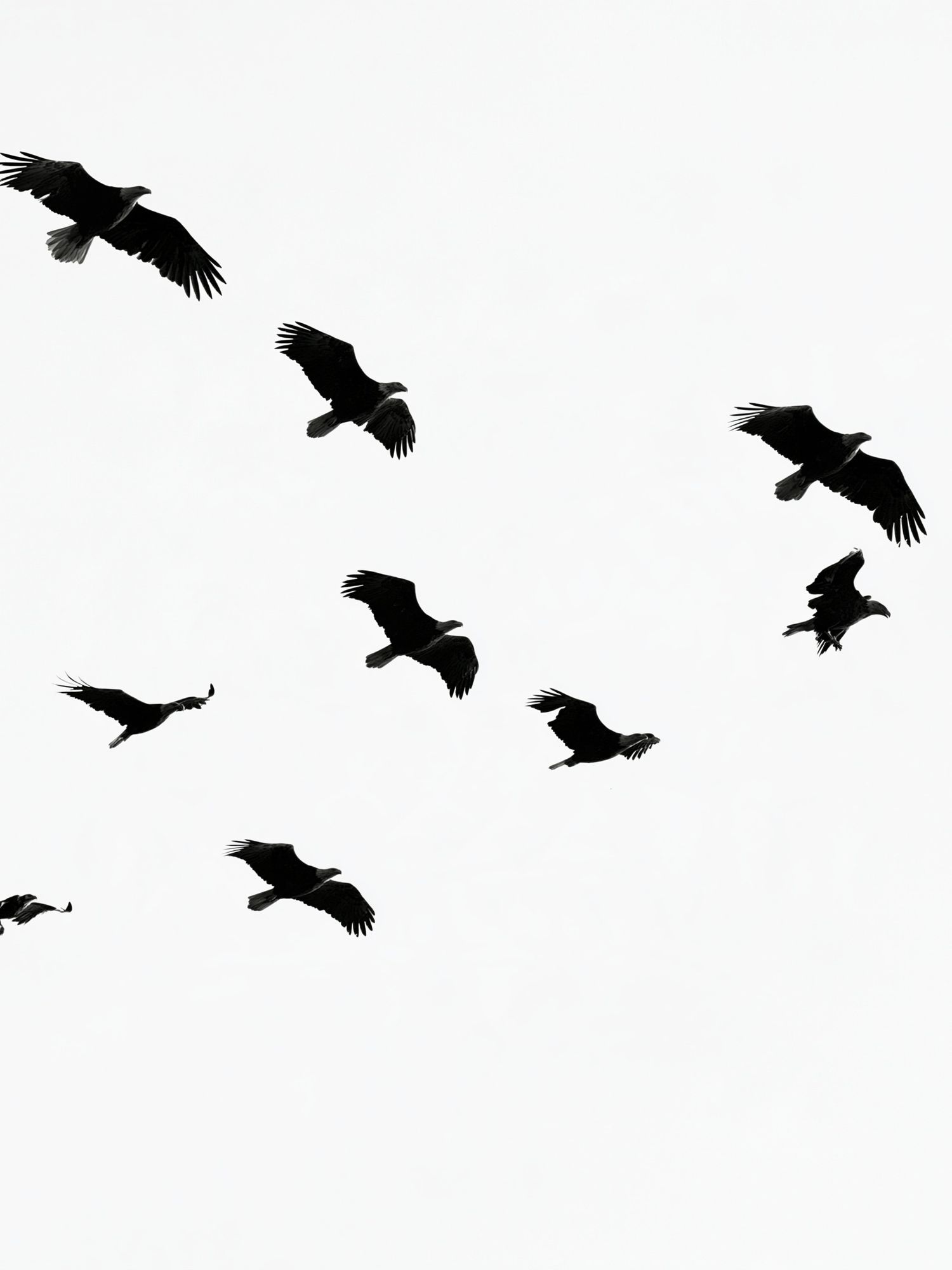 Flying Birds Black-White Poster. poster — animals art