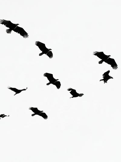 Flying Birds Black-White Poster.