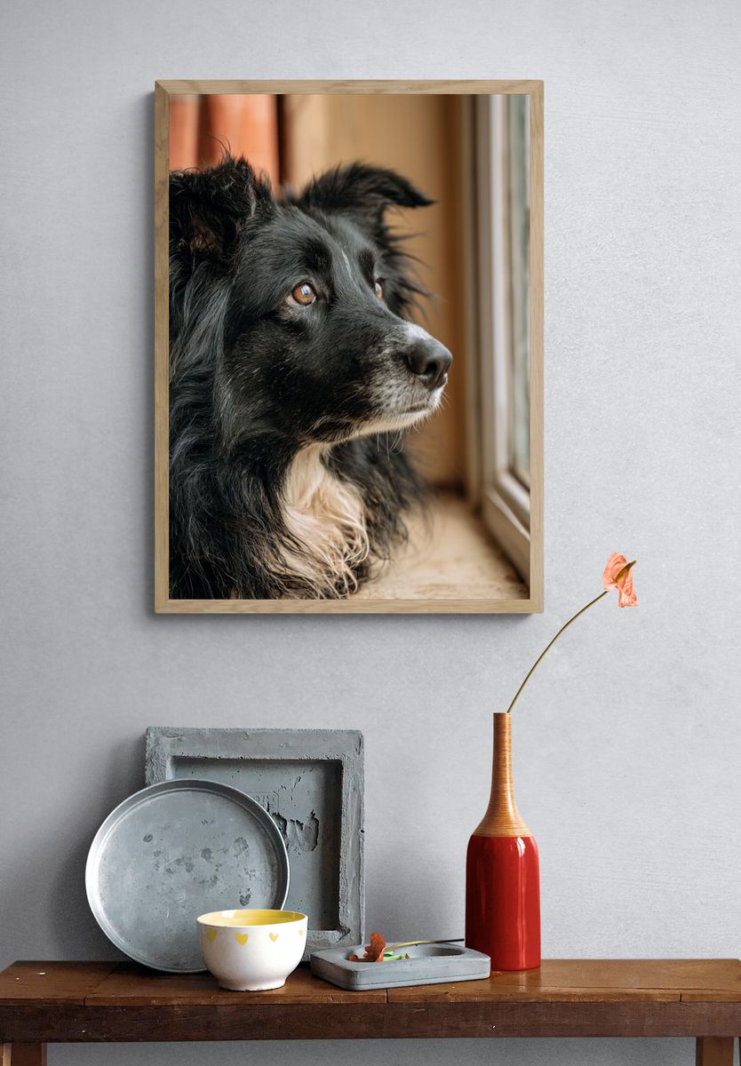 Border Collie Portrait Poster. — room view 3