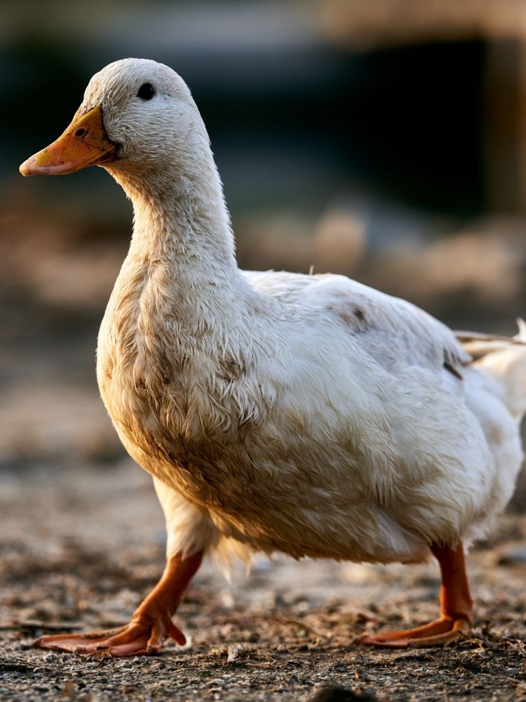 White Duck Portrait Poster. poster detail