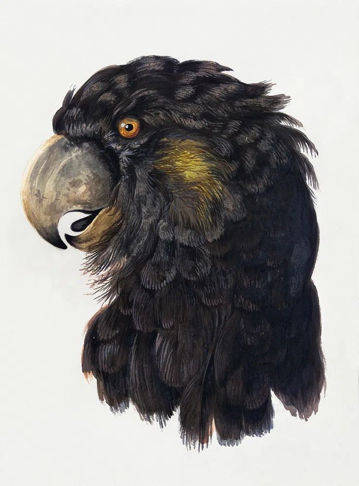 Head Cockatoo (1725–1792) drawing high. poster detail