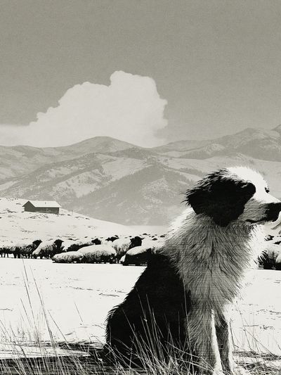 Border Collie in Snowy Mountains Print. poster