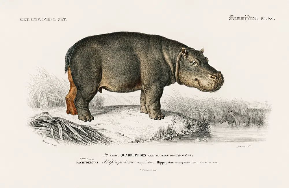 Hippopotamus (Hippopotame Amphibie) illustrated Charles. poster detail