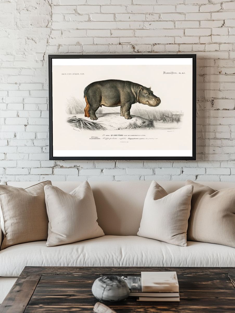 Hippopotamus (Hippopotame Amphibie) illustrated Charles. — room view 1