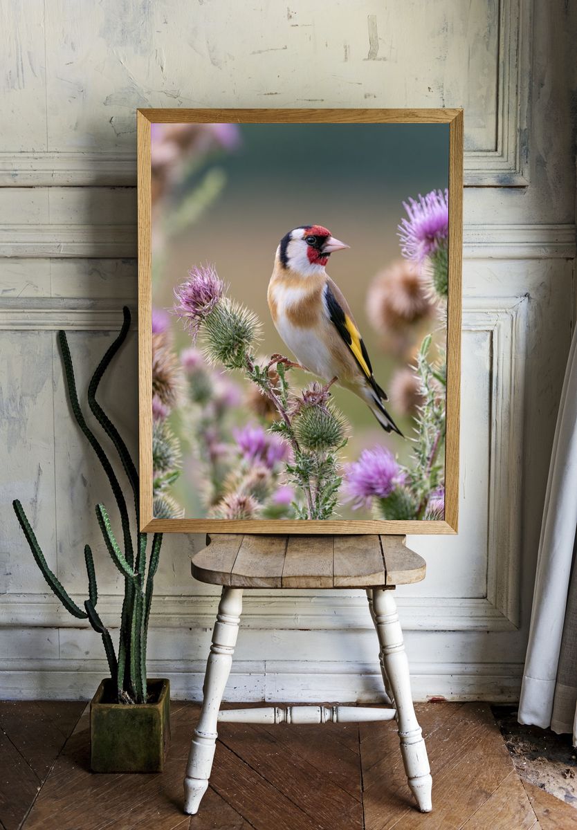Goldfinch Among Thistles Poster. — room view 1