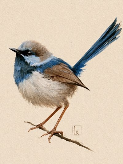 Blue Wren Watercolor Poster.