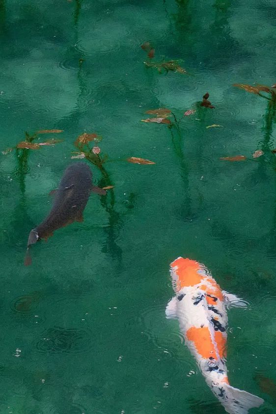 iPhone wallpaper background Koi fish. poster detail