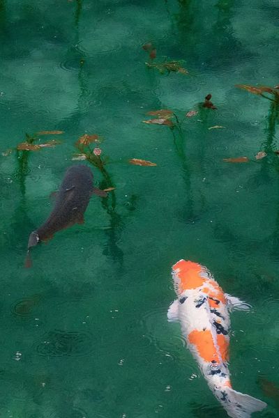 iPhone wallpaper background Koi fish. poster