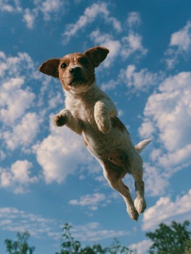 Flying Dog Photography Poster. poster detail