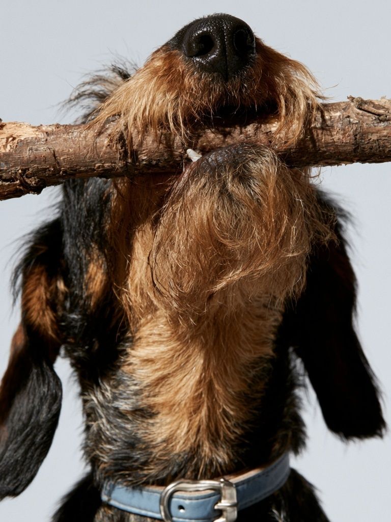 Wire-Haired Dachshund Portrait Print. poster detail