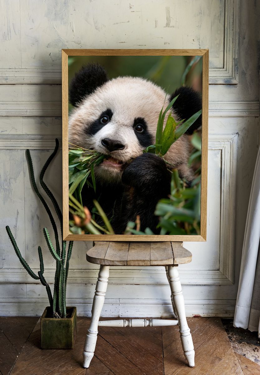 Baby Panda Portrait Poster. — room view 1