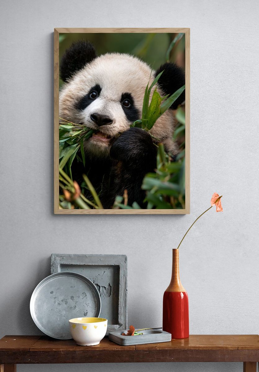 Baby Panda Portrait Poster. — room view 3