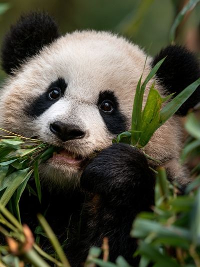 Baby Panda Portrait Poster. poster