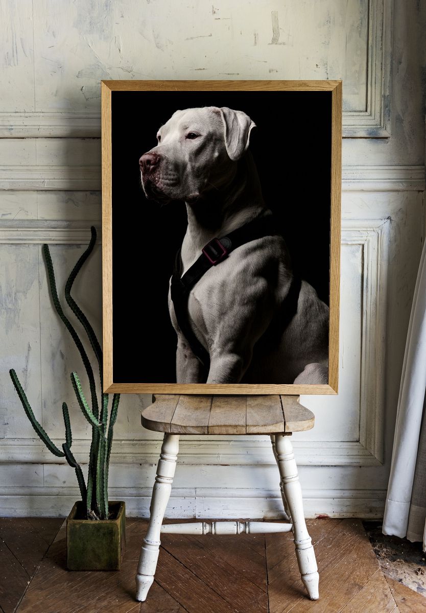 White Dog Portrait Photography Poster. — room view 1