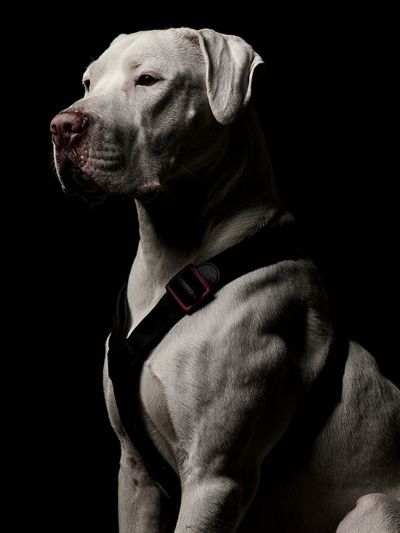 White Dog Portrait Photography Poster. poster