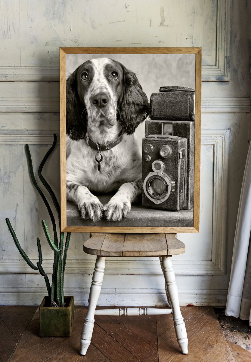 Spaniel with Vintage Camera Poster. — room view 1