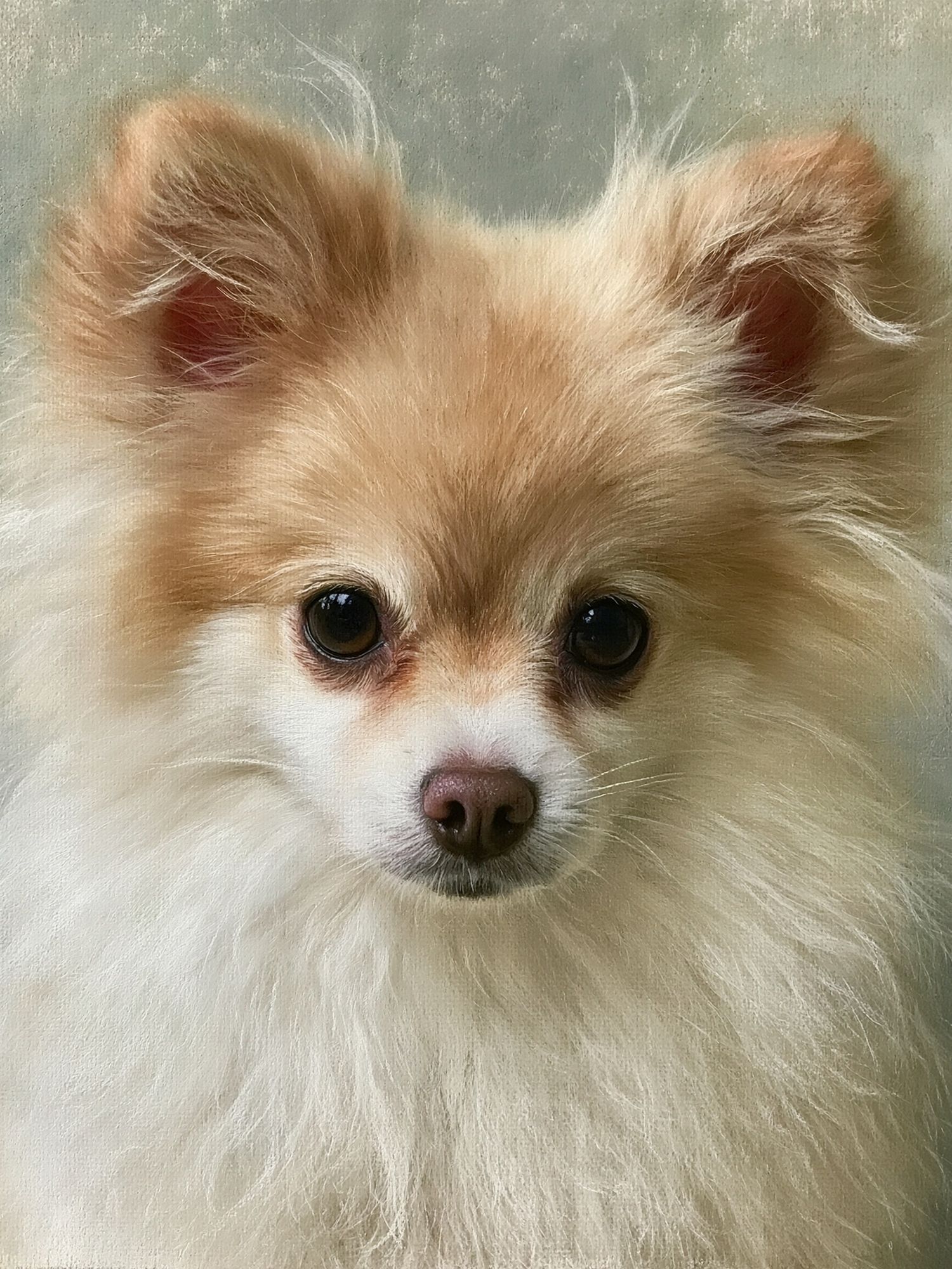 Pomeranian Portrait Photography Poster. poster — animals art