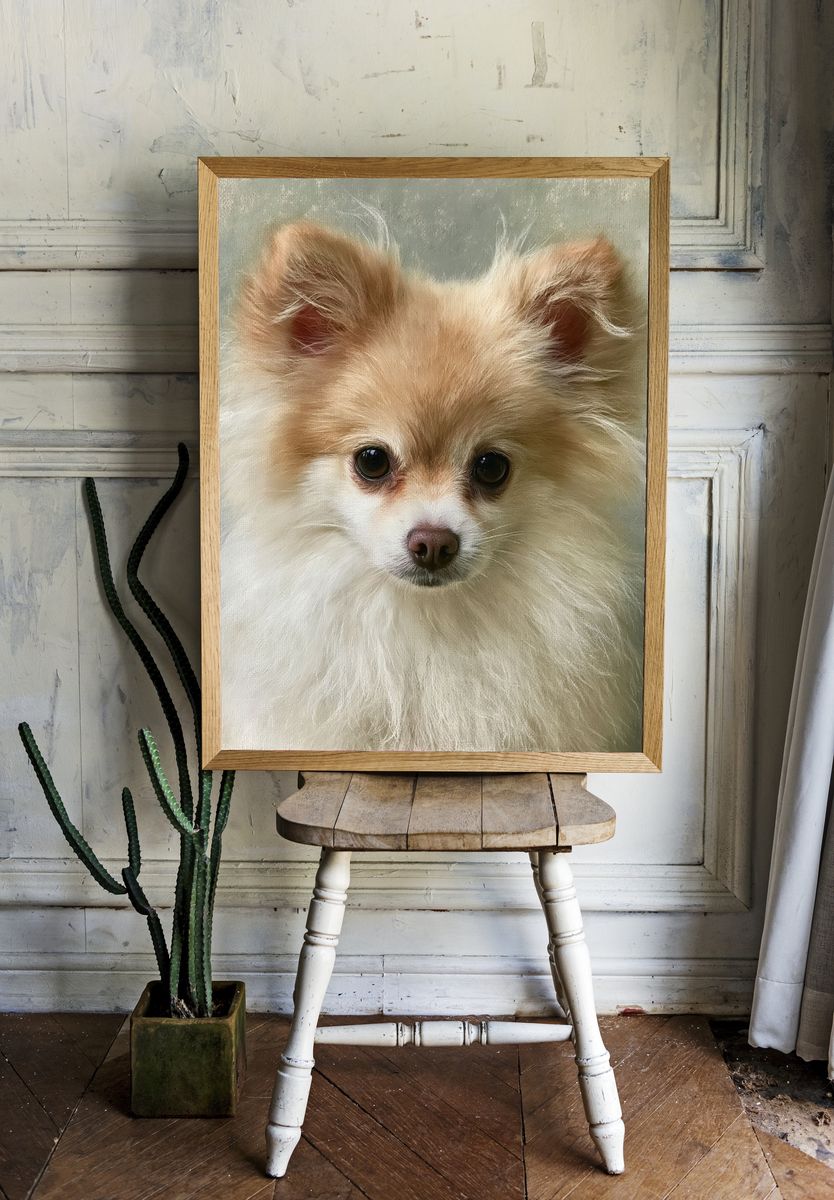 Pomeranian Portrait Photography Poster. — room view 1