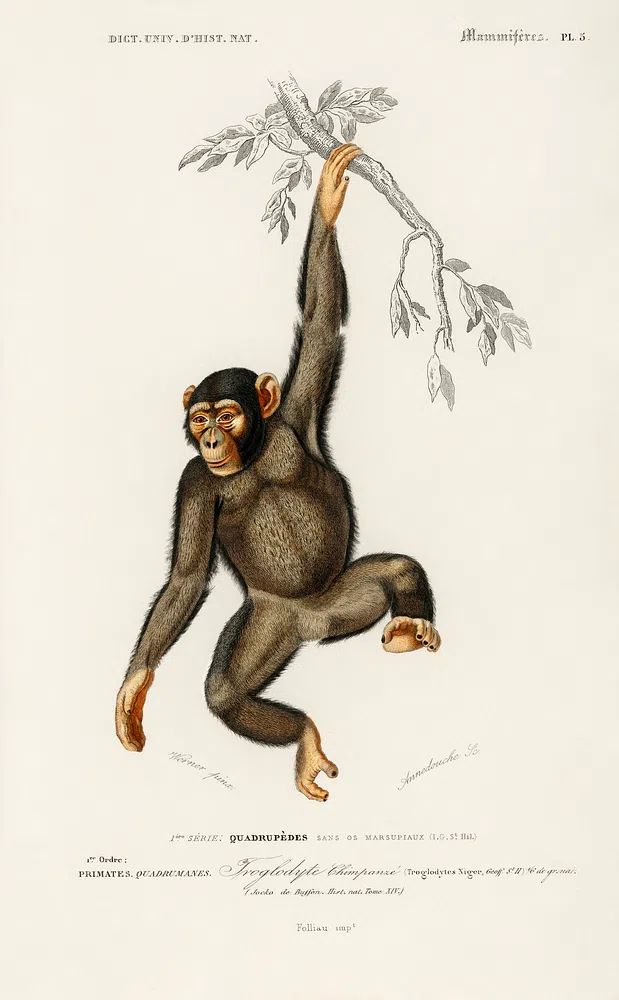 Chimpangze (Troglodyte Chimpanze) illustrated Charles. poster — animals art