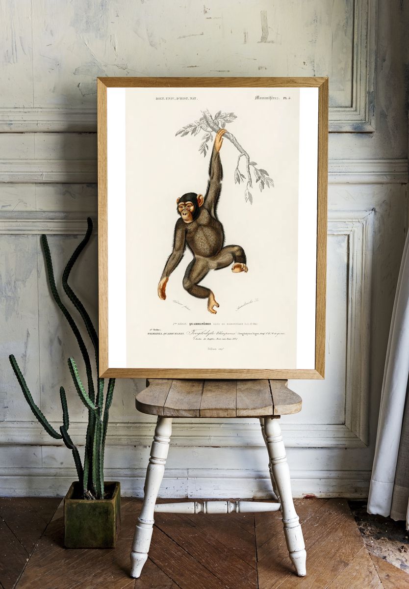 Chimpangze (Troglodyte Chimpanze) illustrated Charles. — room view 1