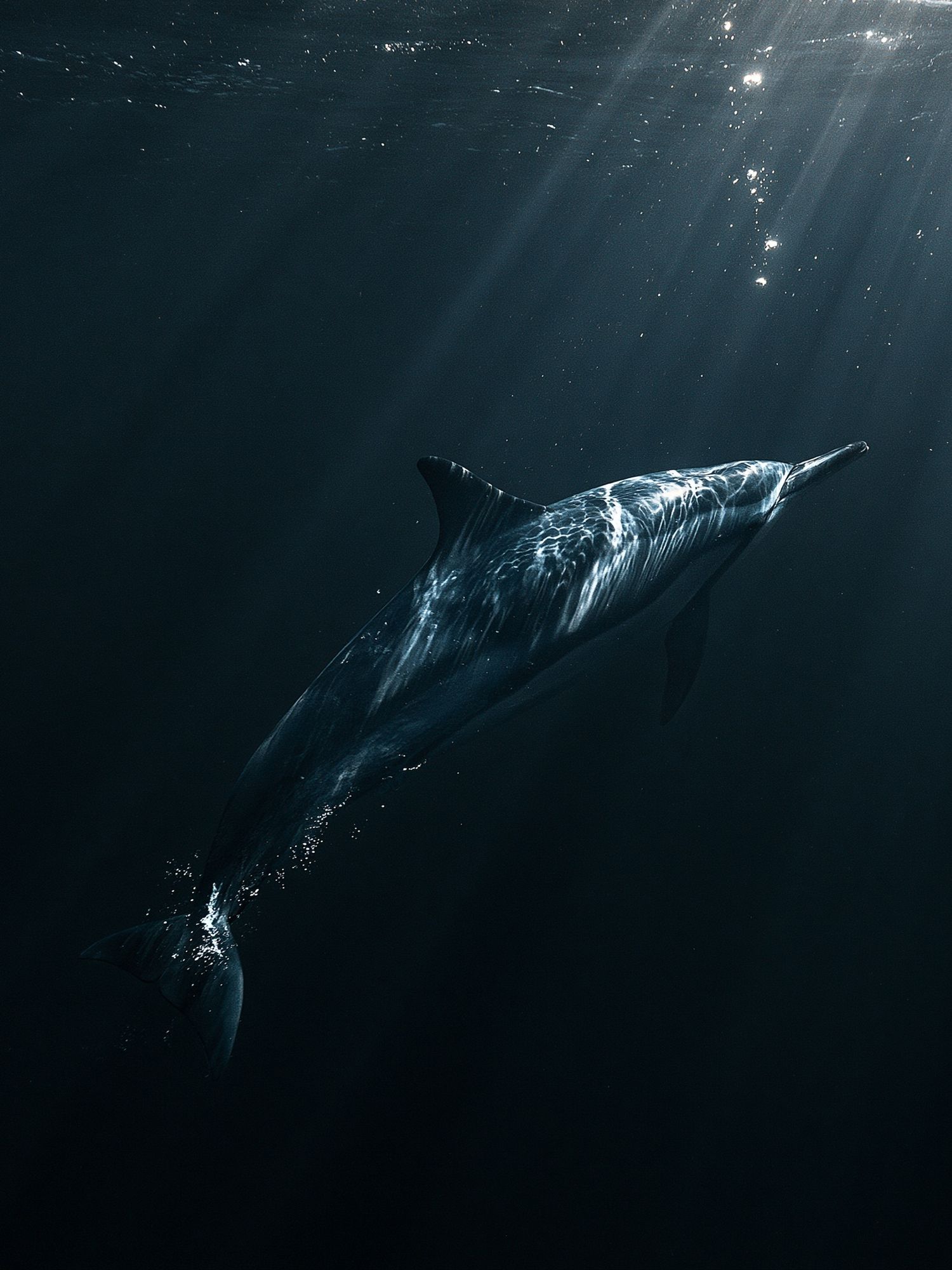 Underwater Dolphin Photography Poster. poster detail