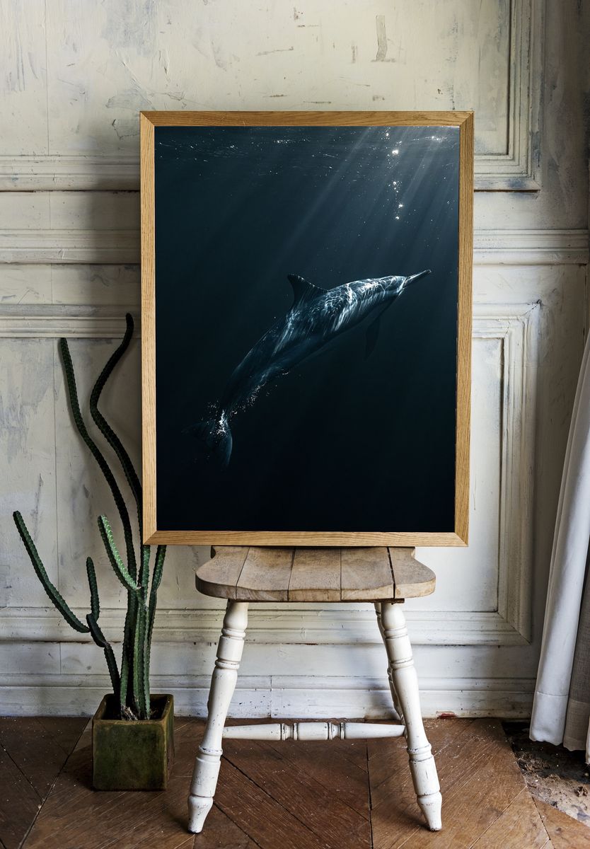 Underwater Dolphin Photography Poster. — room view 1
