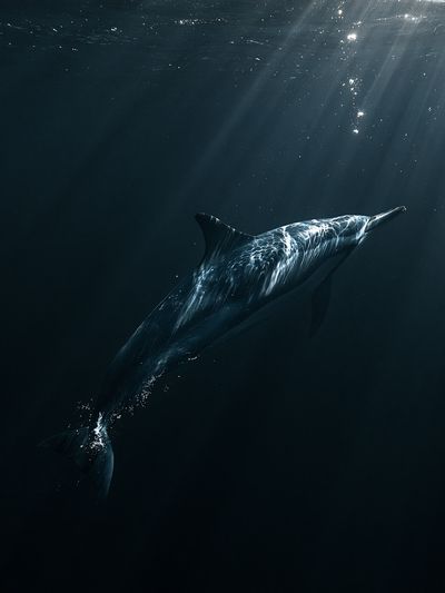 Underwater Dolphin Photography Poster. poster