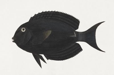 Unidentified Fish (1737–1770), vintage animal. poster