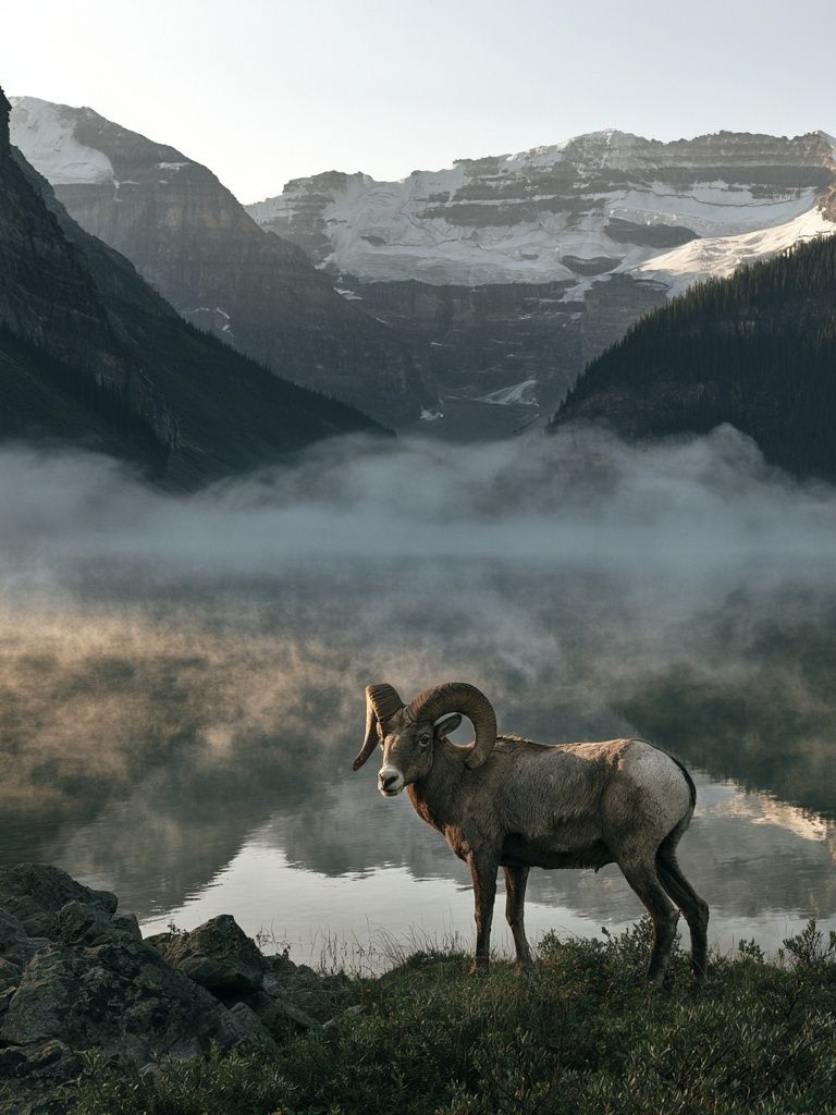 Mountain Ram Landscape Poster. poster — animals art