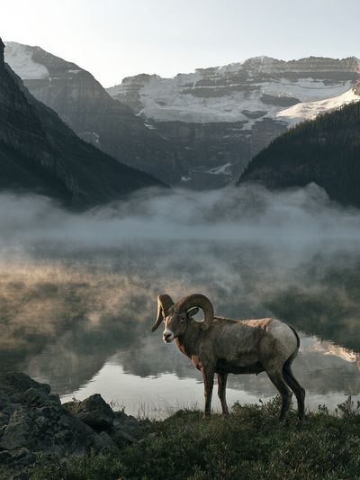 Mountain Ram Landscape Poster. poster