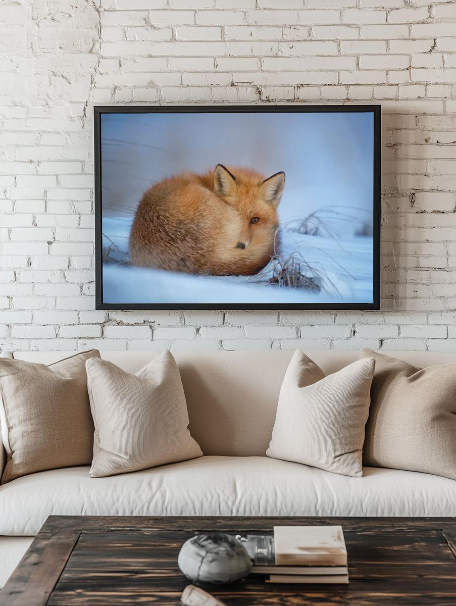 Fox lying snow. — room view 1