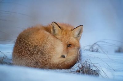 Fox lying snow. poster