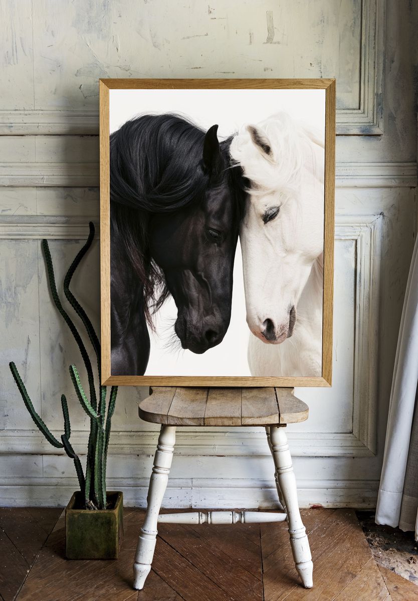 Black and White Horses Photography Poster. — room view 1