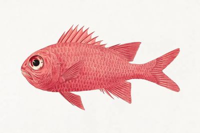 Unidentified Fish (1737–1770), vintage animal. poster