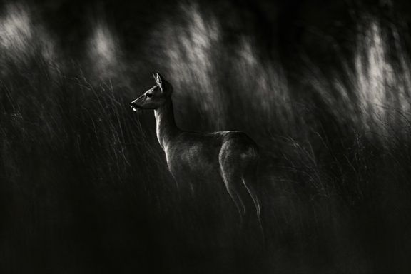 Deer in Moonlit Grass Photography Poster. poster detail