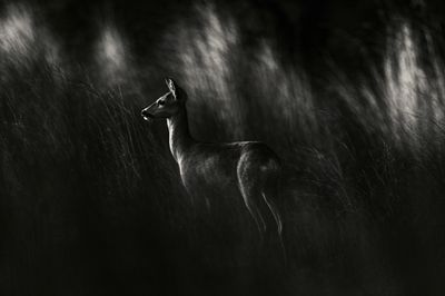 Deer in Moonlit Grass Photography Poster. poster