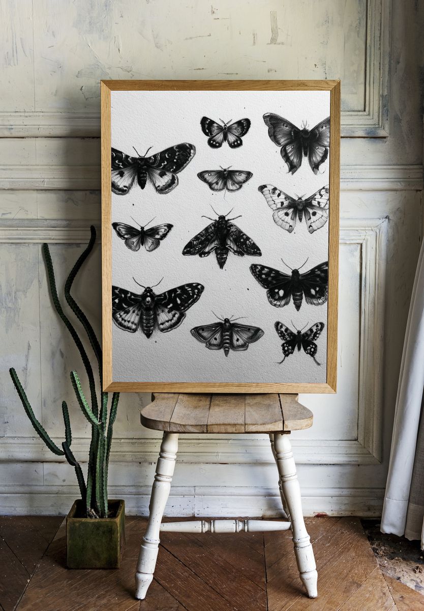 Butterfly Study Black-White Print. — room view 1
