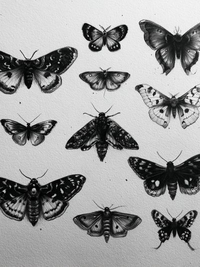 Butterfly Study Black-White Print.