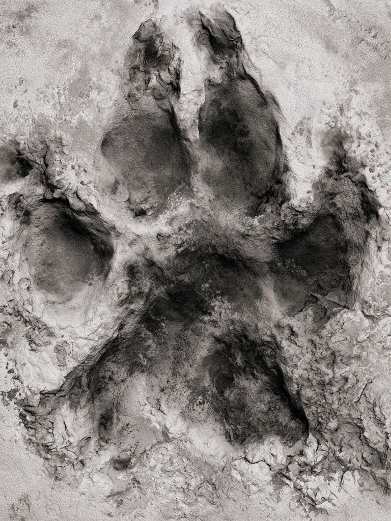 Paw Print Abstract Poster. poster detail