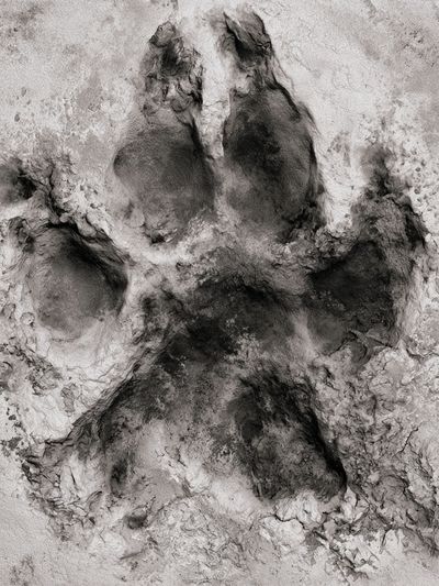 Paw Print Abstract Poster. poster