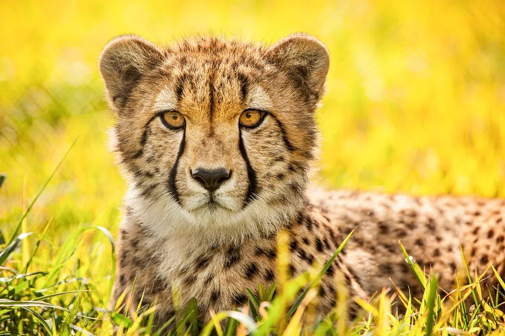 Cheetah (2014) Ronda Gregorio. Original. poster — animals art
