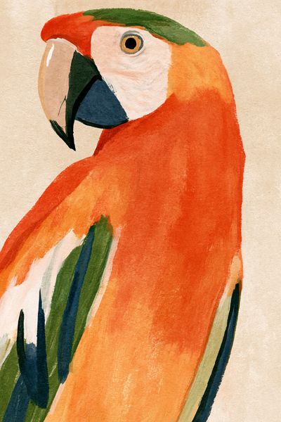 Scarlet Macaw Watercolor Poster. poster