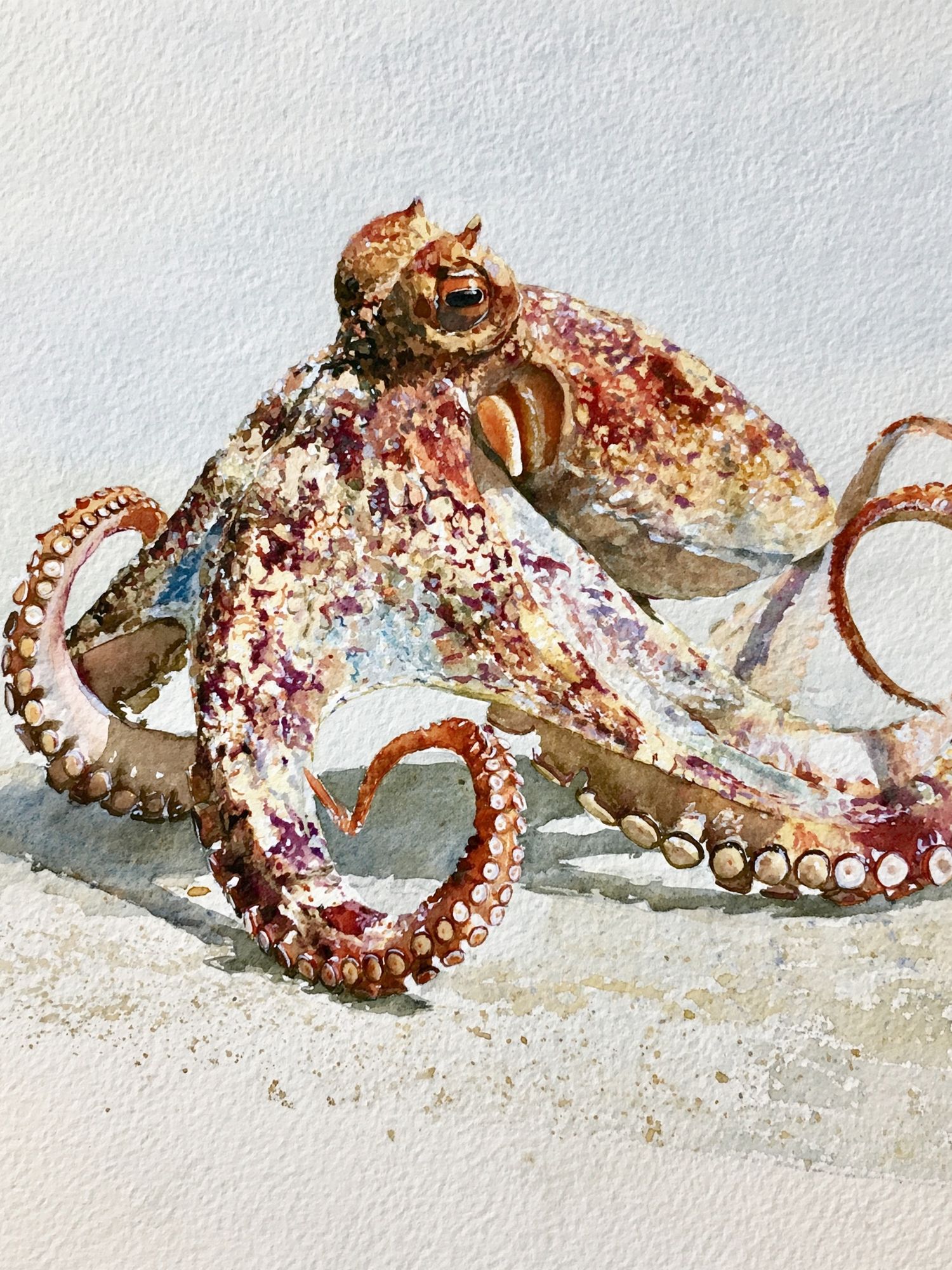 Octopus Watercolor Poster. poster — animals art