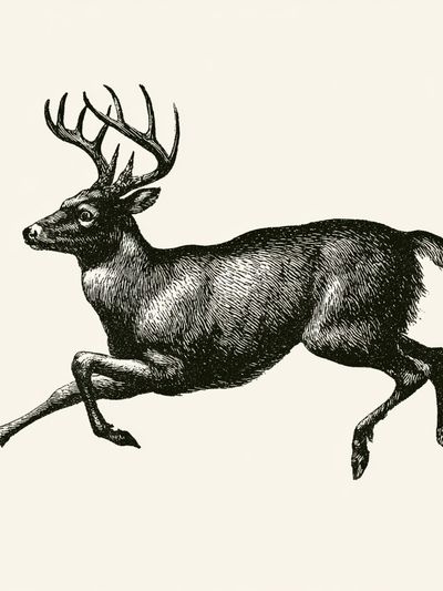 Leaping Deer Vintage Print. poster