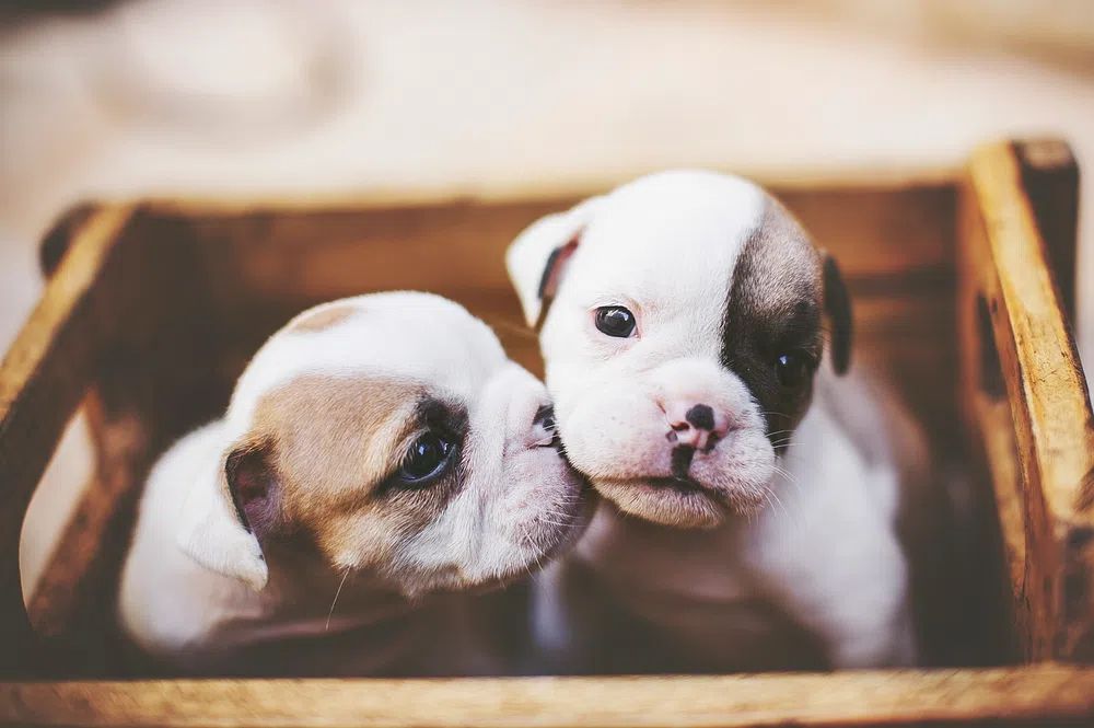 Puppy Cuddle Photography Poster. poster — animals art