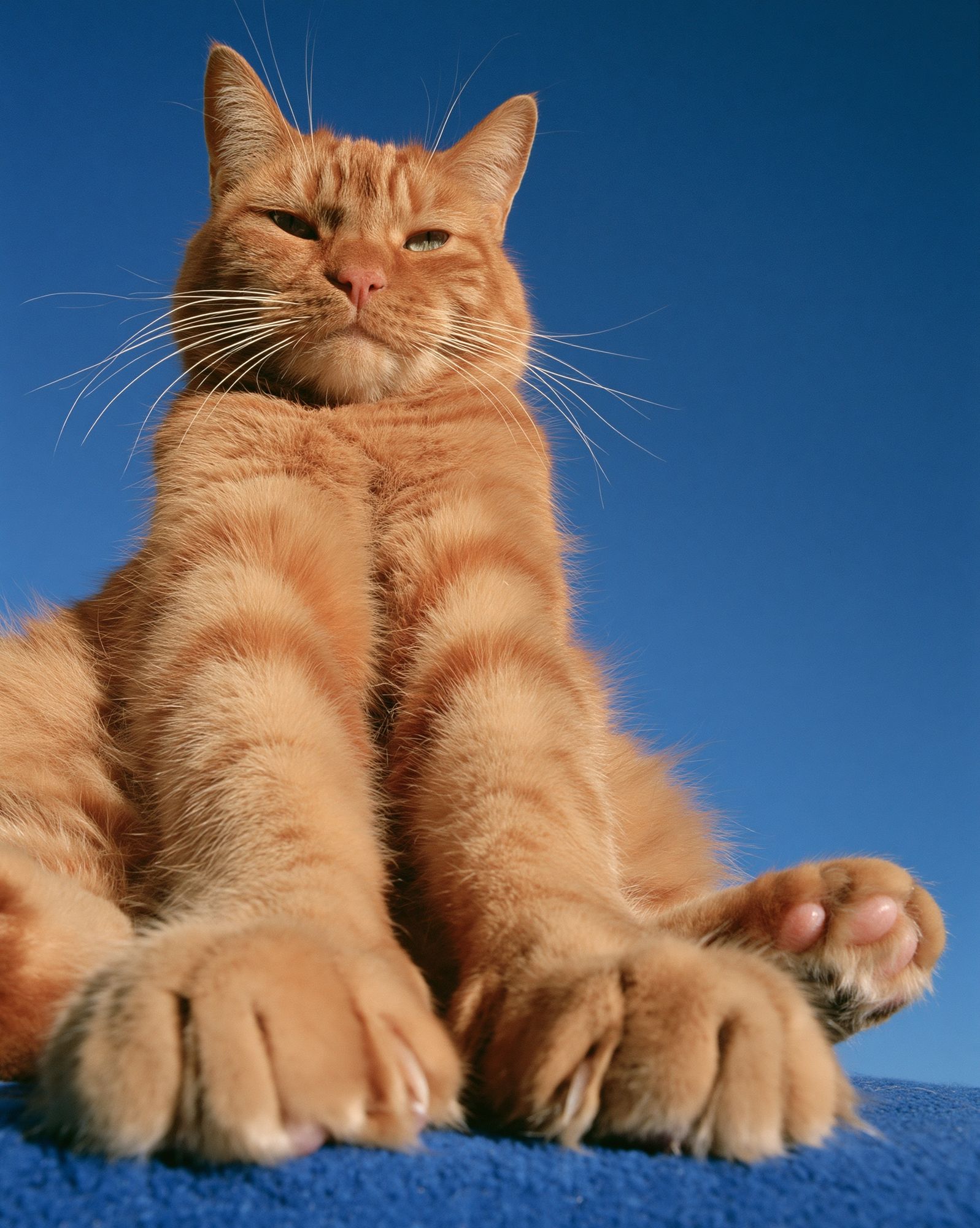 Orange Tabby Cat Portrait Poster. poster detail